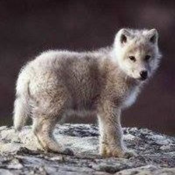 Meet your Posher, Jenna - Picture 1 of 1